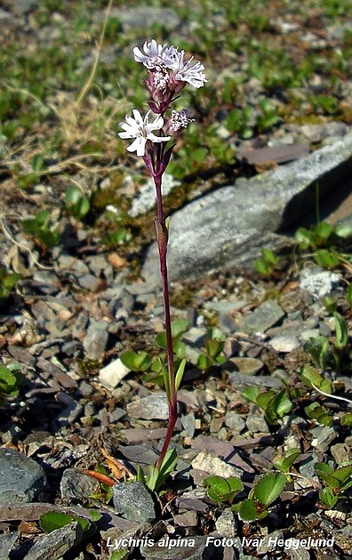 Fjelltjaereblom hvit